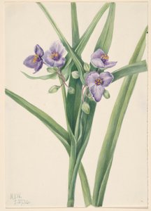 Tradescantia virginiana (Tradescantia virginiana) - Mary Vaux Walcott