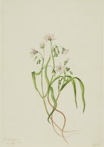 Claytonie de Virginie, 1919 - Mary Vaux Walcott