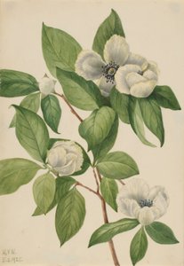Stewartia de Virginie (Stewartia malachodendron) - Mary Vaux Walcott