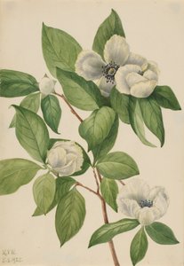 Virginia Stewartia Stewartia malachodendron, 1925 - Mary Vaux Walcott