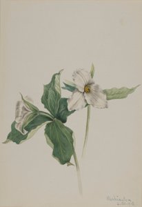 Trille des bois (Trillium grandiflorum)