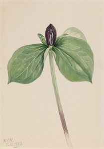 Trille sessile (Trillium sessile) - Mary Vaux Walcott