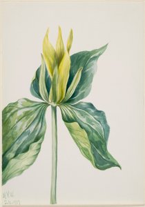 Robin des bois (Trillium underwoodii) - Mary Vaux Walcott