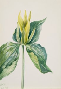 Wake-Robin Trillium underwoodii - Mary Vaux Walcott