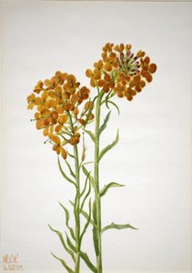 Giroflée Erysimum wheeleri