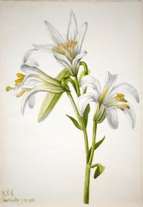 Lis de Washington (Lilium washingtonianum) - Mary Vaux Walcott