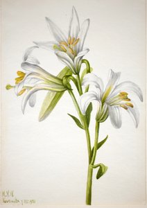 Lys de Washington Lilium washingtonianum, 1933 - Mary Vaux Walcott