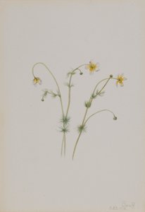 Renoncule aquatique (Batrachium trichophyllum) - Mary Vaux Walcott