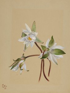 Nénuphars (Castalia odorata) - Mary Vaux Walcott