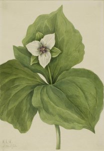 Trille blanc Trillium album - Mary Vaux Walcott