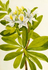 Azalée occidentale (Rhododendron occidentale) - Mary Vaux Walcott