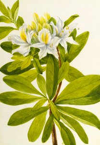 Azalée occidentale Rhododendron occidentale, n.d.