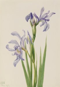 Iris bleu de l