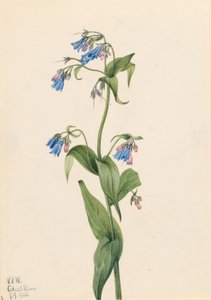 Myrtille de l