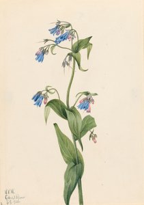 Jacinthes des bois occidentales Mertensia paniculata