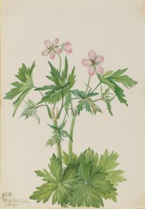 Géranium occidental (Geranium viscosissimum) - Mary Vaux Walcott