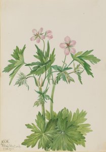Bec de grue occidental Geranium viscosissimum, 1925 - Mary Vaux Walcott