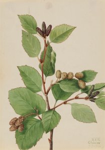 Aulne vert occidental Alnus sinuata, 1922 - Mary Vaux Walcott