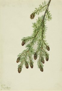 Pruche occidentale (Tsuga heterophylla) - Mary Vaux Walcott