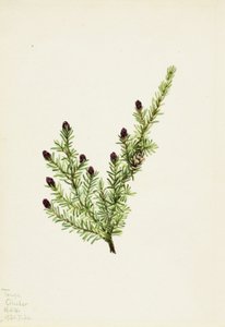 Pruche occidentale (Tsuga heterophylla) - Mary Vaux Walcott
