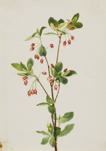 Menziesia occidentale (Menziesia glabella)