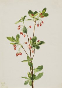 Menziesia occidentale