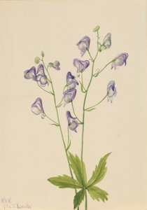 Aconit occidental (Aconitum columbianum) - Mary Vaux Walcott