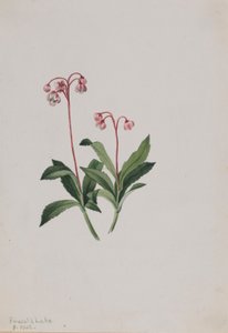 Pipsissewa occidental (Chimaphila umbellata) - Mary Vaux Walcott