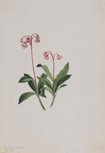 Pipsissewa occidental Chimaphila umbellata, 1902 - Mary Vaux Walcott