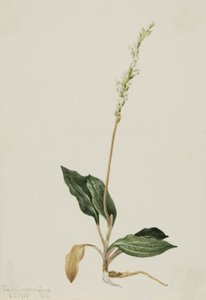 Goodyère rampante occidentale, 1905 - Mary Vaux Walcott