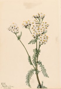 Achillée occidentale (Achillea lanulosa)
