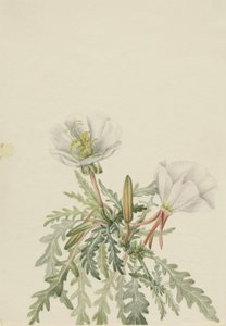 Aube blanche Pachyloplus marginatus, n.d. - Mary Vaux Walcott