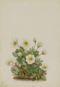 Dryade blanche (Dryas octopetala)