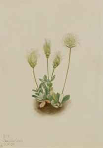 Dryade blanche (Dryas octopetala) - Mary Vaux Walcott