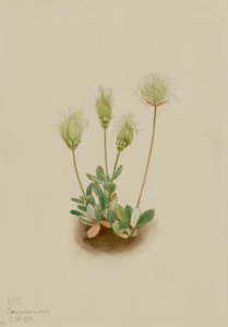 Dryade blanche Dryas octopetala, 1920 - Mary Vaux Walcott