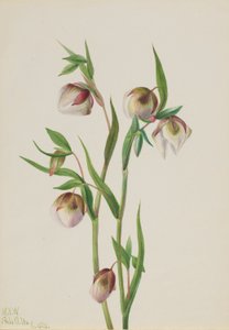 Lanterne blanche (Calochortus albus) - Mary Vaux Walcott