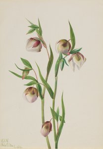 Lanterne Fée Blanche Calochortus albus, 1933 - Mary Vaux Walcott