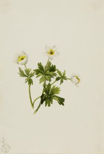 Renoncule Blanche Trollius albiflorus, 1899 - Mary Vaux Walcott