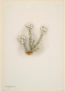 Bruyère blanche (Phyllodoce grandiflora) - Mary Vaux Walcott
