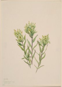 Peinturon blanc (Castilleja occidentalis) - Mary Vaux Walcott