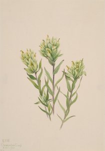 Castilleja occidentalis, 1920 - Mary Vaux Walcott