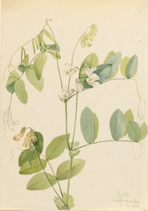 Pois blanc Lathyrus ochroleucus, 1920 - Mary Vaux Walcott