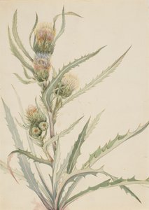 Chardon blanc Cirsium hookeranum, n.d. - Mary Vaux Walcott