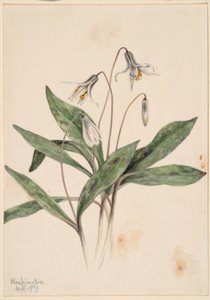 Truite blanche (Erythronium albidum) - Mary Vaux Walcott