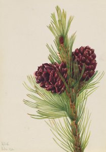 Pin à écorce blanche Pinus albicaulis, 1931 - Mary Vaux Walcott