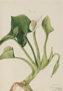 Calla sauvage Calla palustris, 1919 - Mary Vaux Walcott