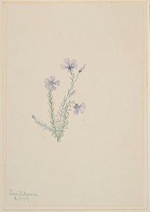 Lin sauvage (Linum lewisii) - Mary Vaux Walcott