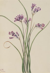 Jacinthe sauvage (Brodiaea pulchella)