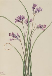 Jacinthe sauvage Brodiaea pulchella, 1927 - Mary Vaux Walcott