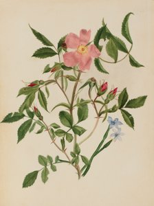 Rosier sauvage et herbe aux yeux bleus (espèces Rosa et espèces Sisyrinchium) - Mary Vaux Walcott
